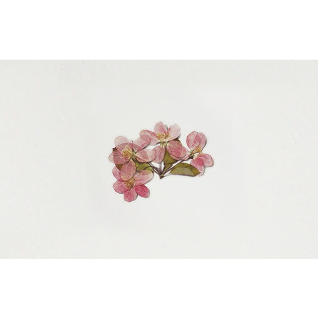 Appree Pressed Flower Sticker - Apple blossom