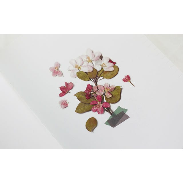 Appree Pressed Flower Sticker - Apple blossom