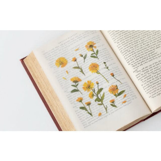 Appree Pressed Flower Sticker - Calendula