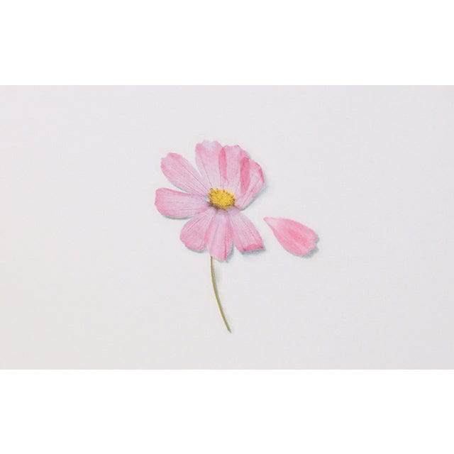 Appree Pressed Flower Sticker - Cosmos