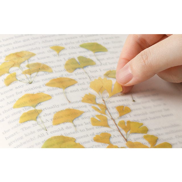 Appree Pressed Flower Sticker - Ginkgo