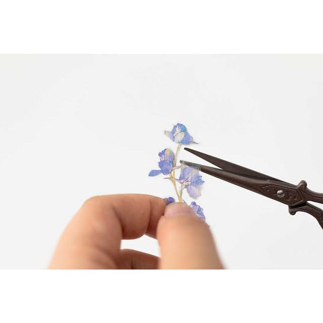 Appree Pressed Flower Sticker - Larkspur