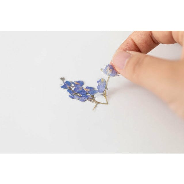 Appree Pressed Flower Sticker - Larkspur