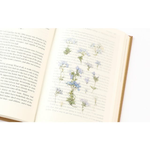 Appree Pressed Flower Sticker - Moss phlox