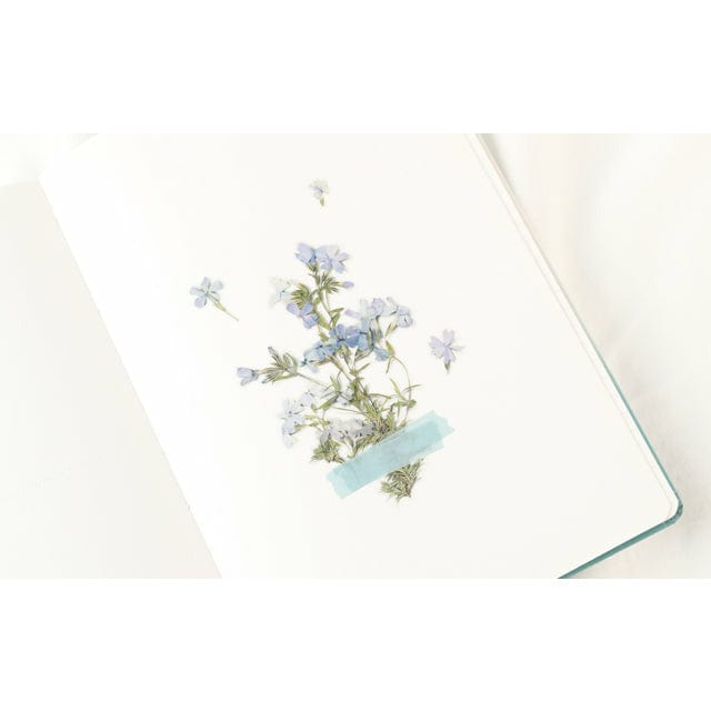 Appree Pressed Flower Sticker - Moss phlox