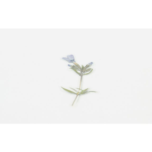 Appree Pressed Flower Sticker - Moss phlox