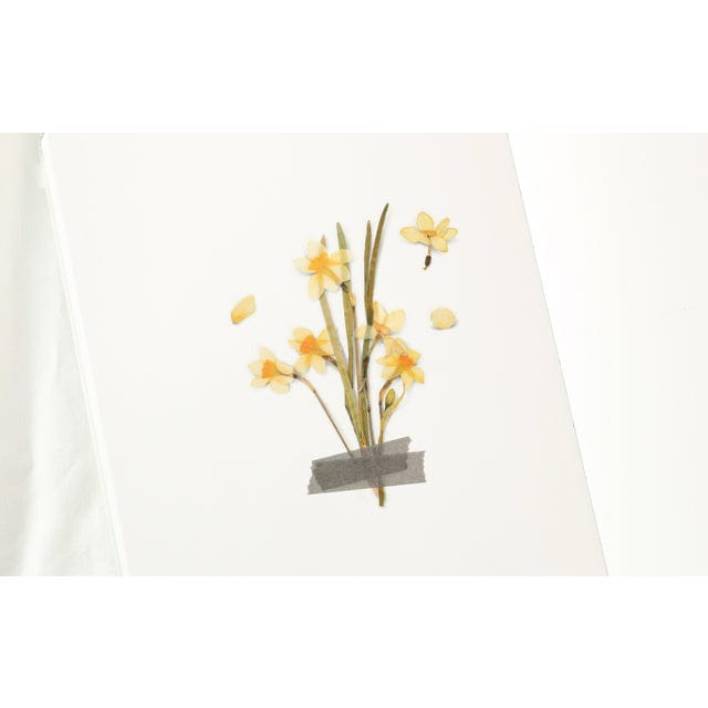 Appree Pressed Flower Sticker - Narcissus