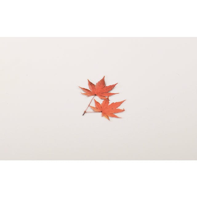 Appree Pressed Flower Sticker - Palmate maple