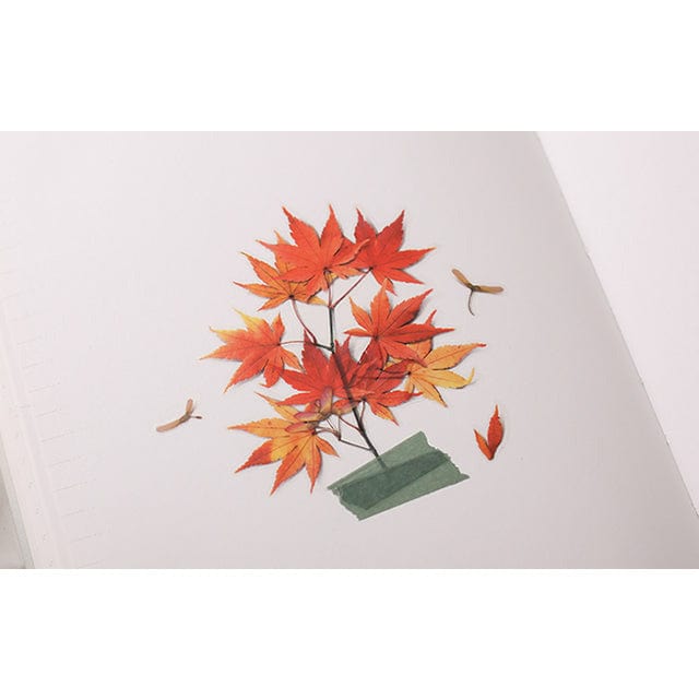 Appree Pressed Flower Sticker - Palmate maple