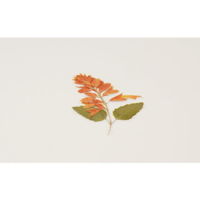 Appree Pressed Flower Sticker - Salvia